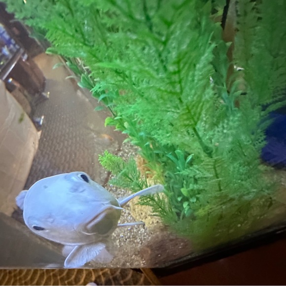 Meet your Posher, Quinn - Picture 1 of 1